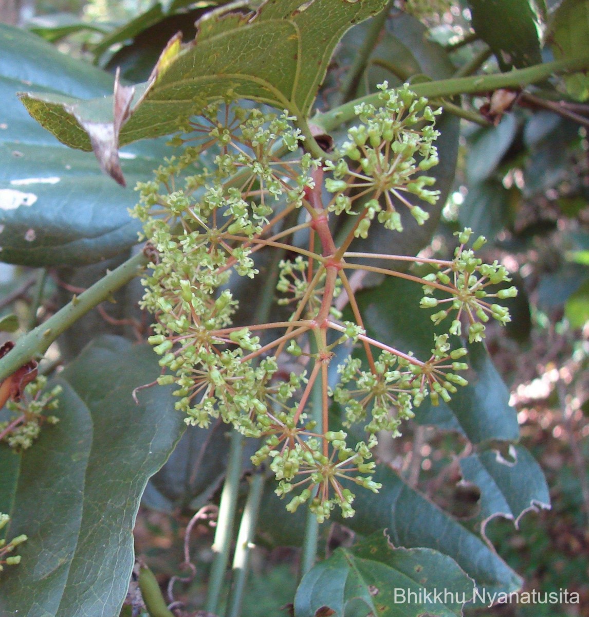 Smilax perfoliata Lour.